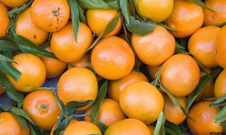 Clementine Tree: Growing the Cutest Treat