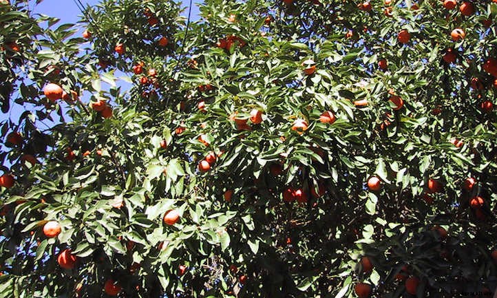 Clementine Tree: Growing the Cutest Treat