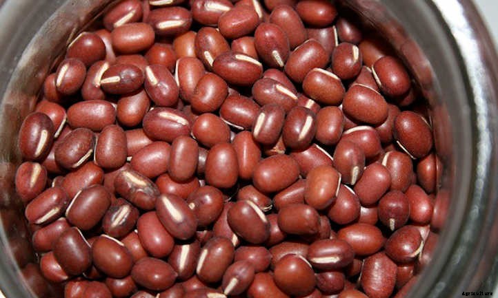 20 Best Crops For A Survival Garden