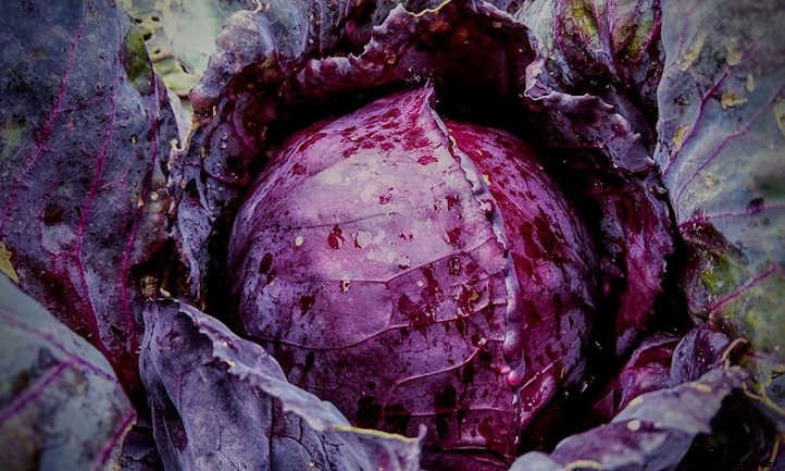 20 Best Crops For A Survival Garden