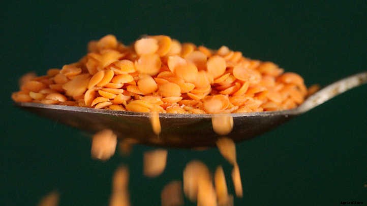 20 Best Crops For A Survival Garden