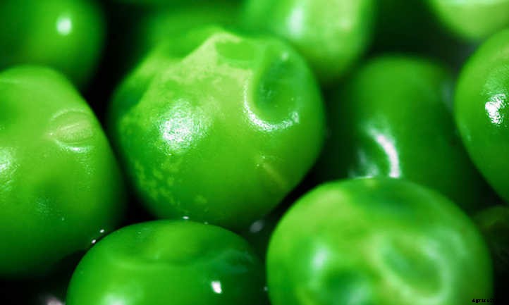 20 Best Crops For A Survival Garden