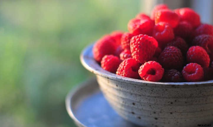 20 Best Crops For A Survival Garden