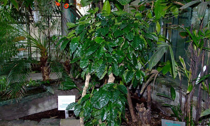 Coffee Plant: Home-Brewed Caffeinated Cultivating