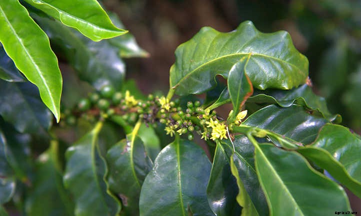 Coffee Plant: Home-Brewed Caffeinated Cultivating