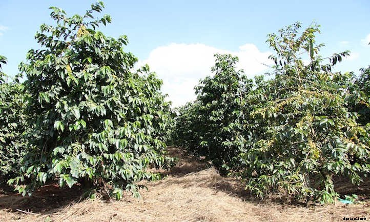 Coffee Plant: Home-Brewed Caffeinated Cultivating