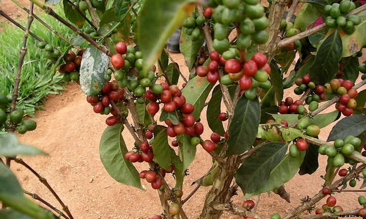 Coffee Plant: Home-Brewed Caffeinated Cultivating