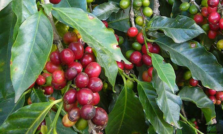 Coffee Plant: Home-Brewed Caffeinated Cultivating