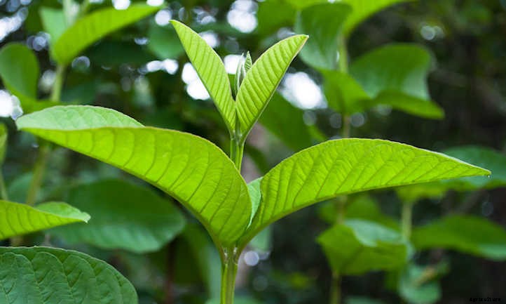 Guava Tree: Nutritious Tropical Fruit At Home