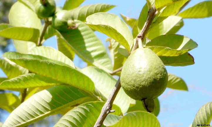 Guava Tree: Nutritious Tropical Fruit At Home