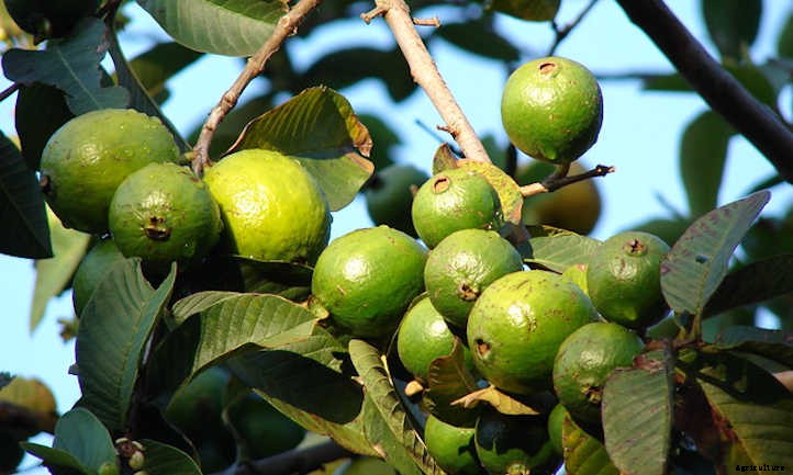 Guava Tree: Nutritious Tropical Fruit At Home
