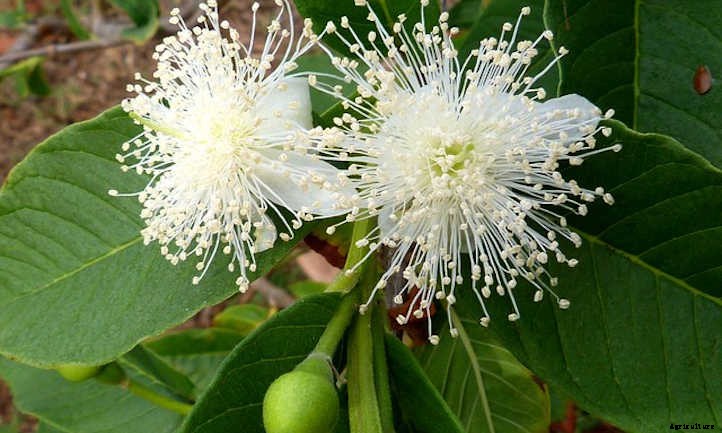 Guava Tree: Nutritious Tropical Fruit At Home
