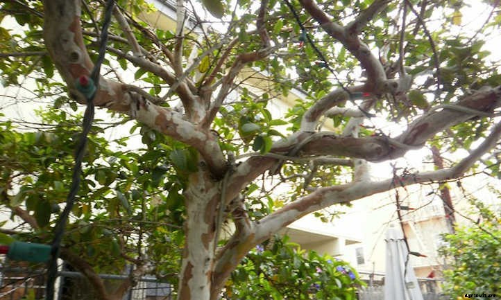 Guava Tree: Nutritious Tropical Fruit At Home