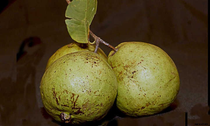 Guava Tree: Nutritious Tropical Fruit At Home