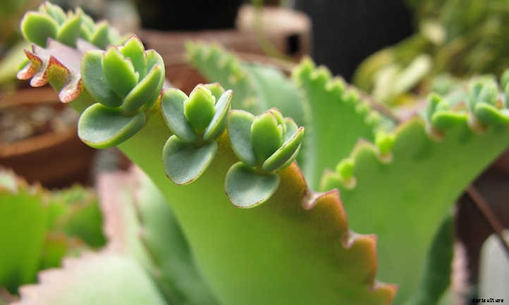 Mother Of Thousands: A Self-Sowing Succulent