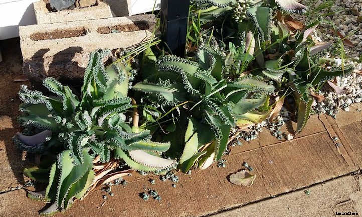 Mother Of Thousands: A Self-Sowing Succulent