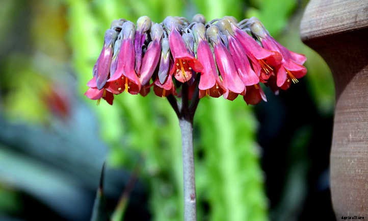 Mother Of Thousands: A Self-Sowing Succulent