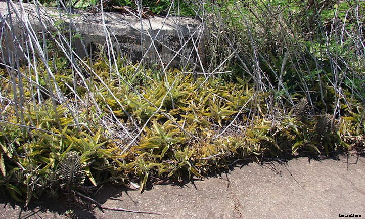Mother Of Thousands: A Self-Sowing Succulent