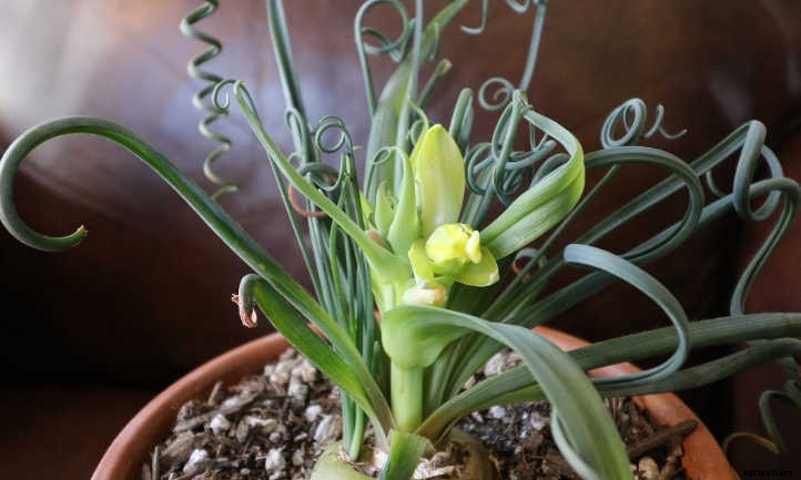 Albuca Spiralis: A Twisty Frizzle Sizzle