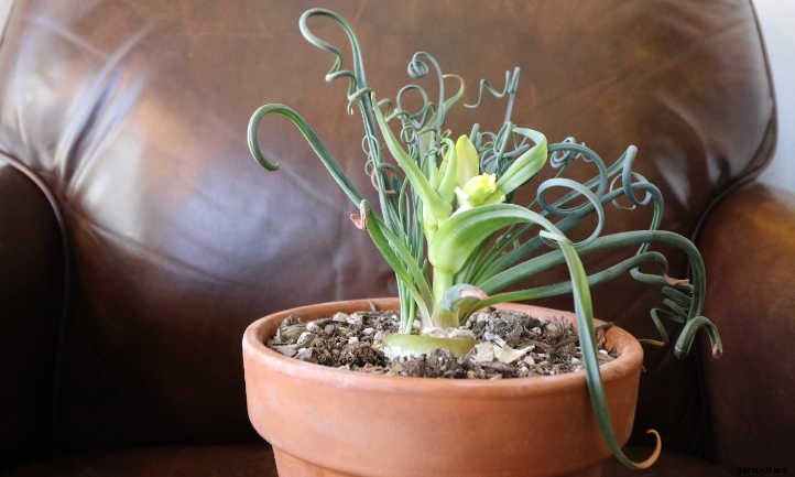 Albuca Spiralis: A Twisty Frizzle Sizzle