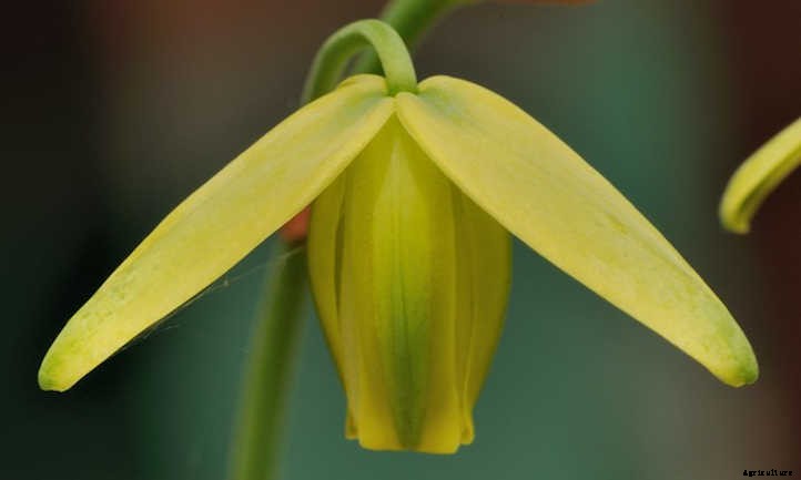 Albuca Spiralis: A Twisty Frizzle Sizzle