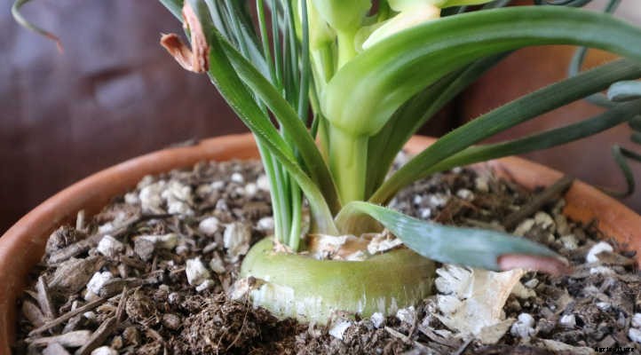 Albuca Spiralis: A Twisty Frizzle Sizzle