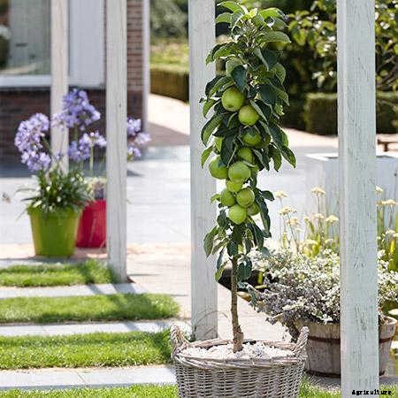 12 Columnar Trees You Must Grow