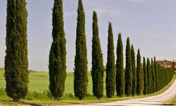 12 Columnar Trees You Must Grow