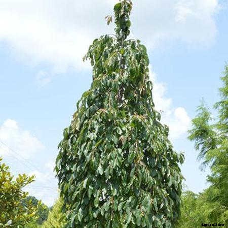 12 Columnar Trees You Must Grow