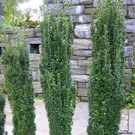 12 Columnar Trees You Must Grow