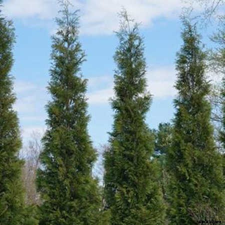 12 Columnar Trees You Must Grow