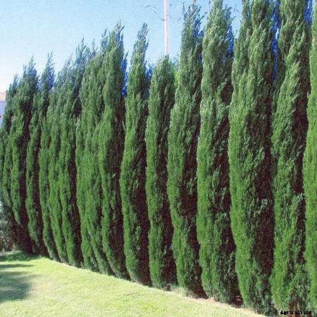 12 Columnar Trees You Must Grow