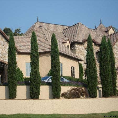 12 Columnar Trees You Must Grow