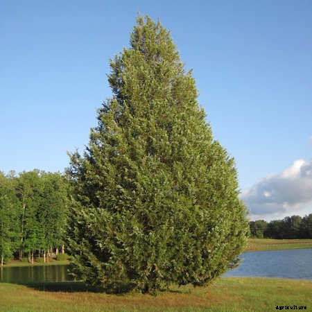 12 Columnar Trees You Must Grow