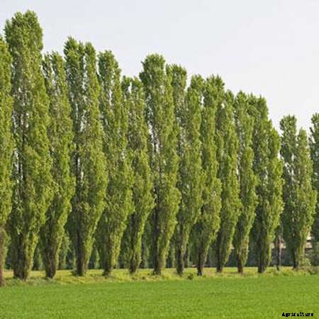 12 Columnar Trees You Must Grow