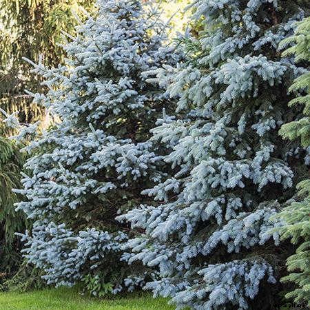 12 Columnar Trees You Must Grow