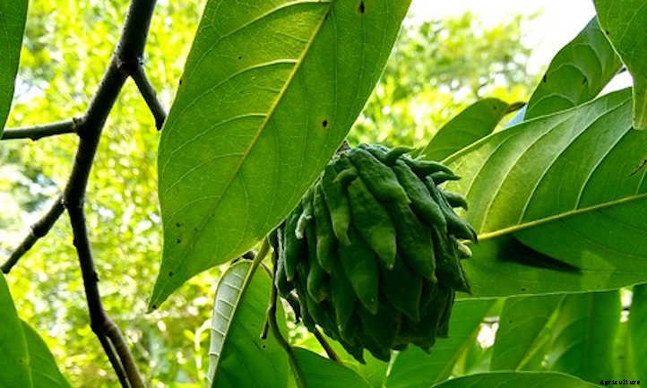 Atemoya Tree: A Mini Soursop With Big Flavor