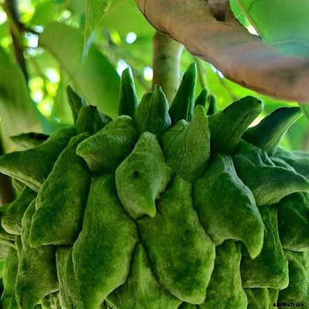 Atemoya Tree: A Mini Soursop With Big Flavor