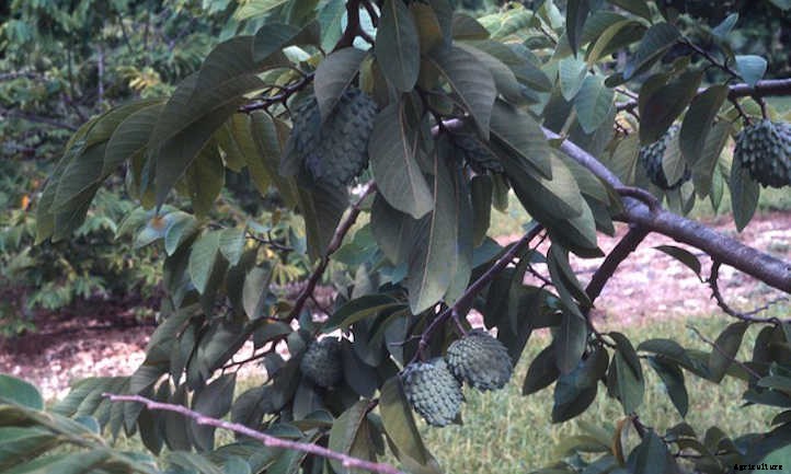 Atemoya Tree: A Mini Soursop With Big Flavor