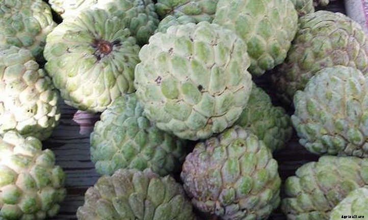 Atemoya Tree: A Mini Soursop With Big Flavor