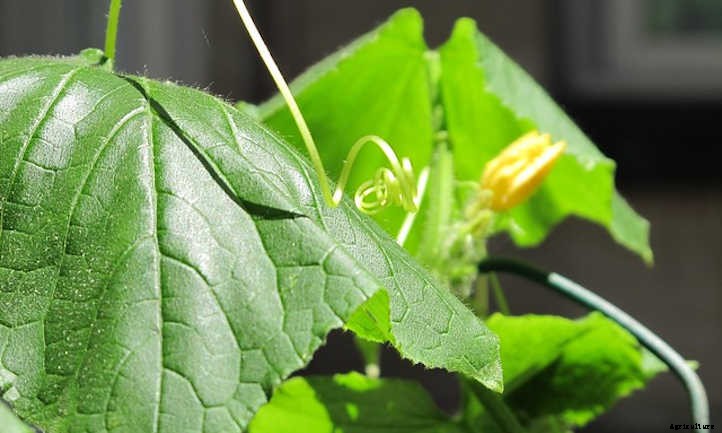 Pruning Cucumbers: The Key to Healthy Vines