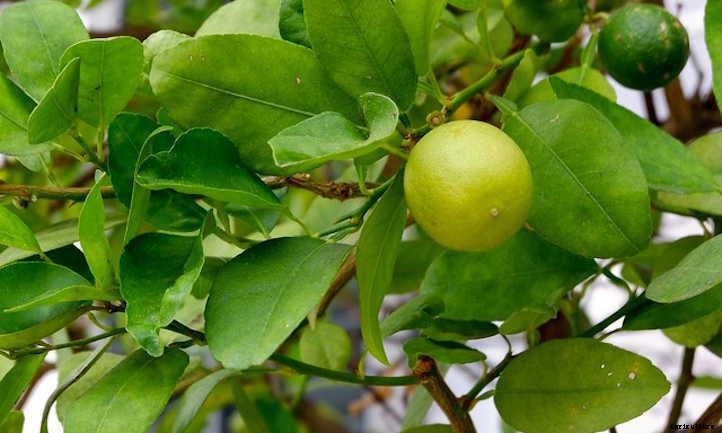 Key Lime Tree: Grow Your Own Pie