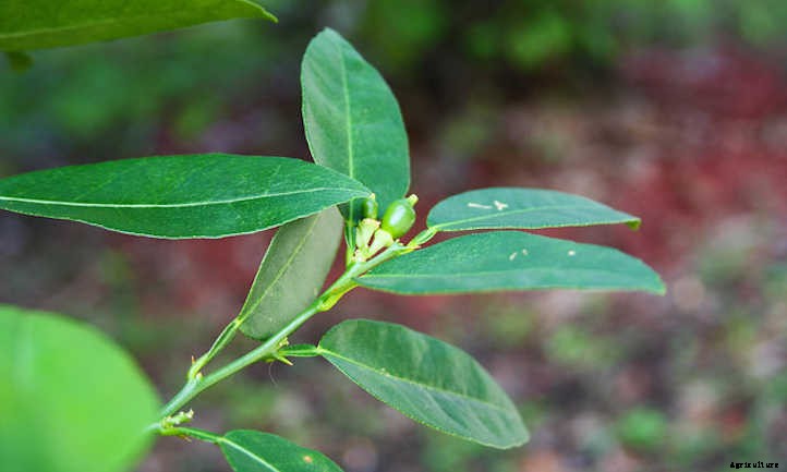 Key Lime Tree: Grow Your Own Pie
