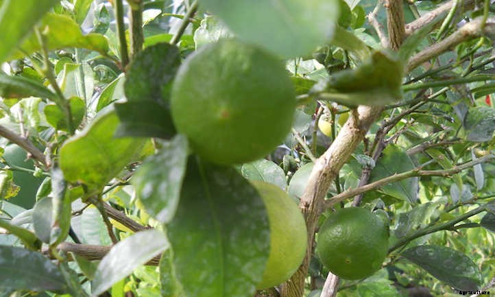 Key Lime Tree: Grow Your Own Pie