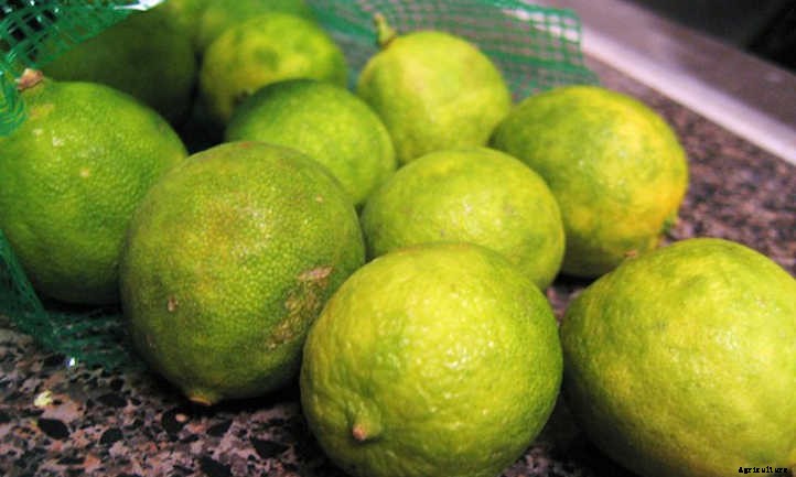 Key Lime Tree: Grow Your Own Pie