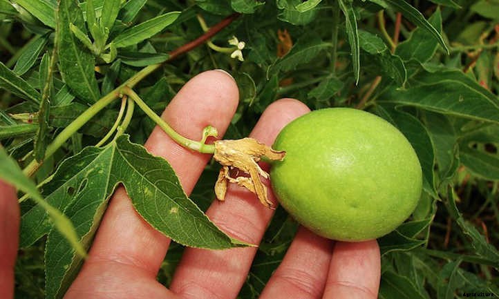 Passion Fruit Vine: Growing Nature’s Sweet Gift