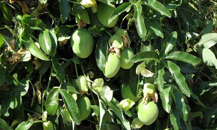 Passion Fruit Vine: Growing Nature’s Sweet Gift