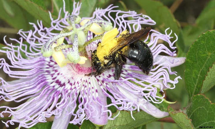 Passion Fruit Vine: Growing Nature’s Sweet Gift