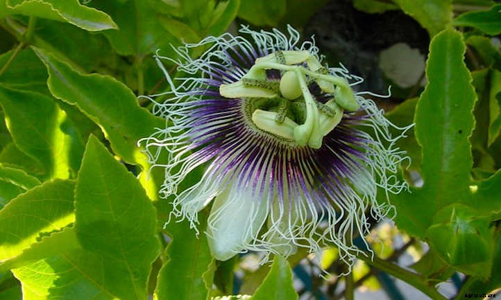Passion Fruit Vine: Growing Nature’s Sweet Gift