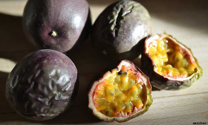 Passion Fruit Vine: Growing Nature’s Sweet Gift